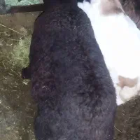 فروش دوراس بره پاییز مناسب برای پروری