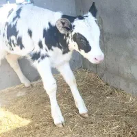 گوساله نر بلژیکی