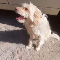 سگ آپارتمانی