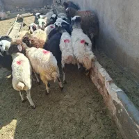 ۲۰ راس بره نر بومی دورگ|حیوانات مزرعه|سلفچگان, |دیوار
