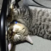 مفقودی گربه|حیوانات|هشتگرد, شهرک بعثت|دیوار