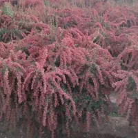 خریدارم زرشک شاخه کیلویی و باغی