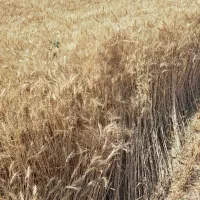 فروش جو پاییزه دیم و گندم ابی رقم پیشگام و گندم|خدمات باغبانی و درختکاری|سجاس رود, |دیوار