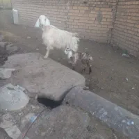 بز و گوسفند