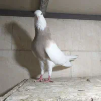 کبوتر طوقی ناب|پرنده|وحیدیه, |دیوار