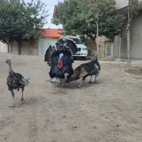 بوقلمون
