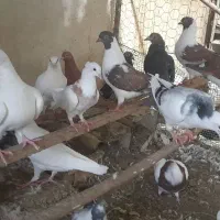 کبوتر پلاکی وکینگ و هومر و طوقی
