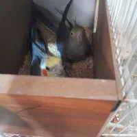 عروس هلندی جفت