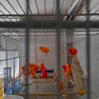 فروش تعدادی جوجه قناری رد فاکتور و نگرو(سوخته سرخ)