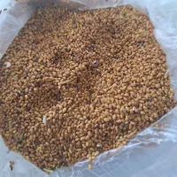 بذر یونجه