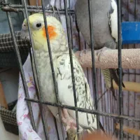 عروس هلندی جفت مولد|پرنده|رودهن, |دیوار