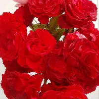 گل رز  طبیعی دسته حدود ۱۷ شاخه کلا ۲۰۰|گل و گیاه طبیعی|محمدشهر, همایون ویلا|دیوار