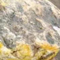 عنبر کوسه (استفراغ کوسه)