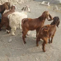 فروش ۸ راس بزغاله و بره