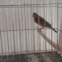 قناری بلند ورسمی|پرنده|اصفهان, سرچشمه|دیوار