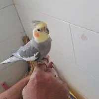 عروس هلندی دستی