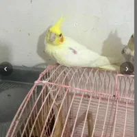 عروس هلندی|پرنده|بندرعباس, |دیوار