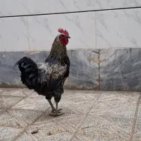 خروس های سالم و درشت - نژاد جهادی و گلپایگانی