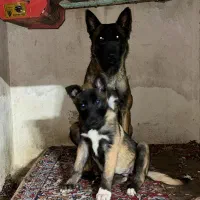 مالینویر اصیل توله