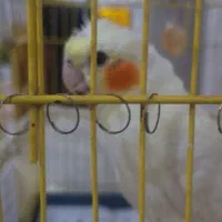 عروس هلندی گمشده|حیوانات|تبریز, |دیوار