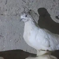 کبوتر جمعی|پرنده|زهک, |دیوار