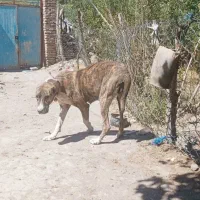 سگ گله|حیوانات مزرعه|فریمان, |دیوار