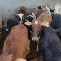 گوساله ماده۱۶ راس|حیوانات مزرعه|کوهدشت, |دیوار