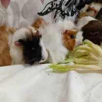 خوکچه هندی فشن|موش و خرگوش|شهرکرد, |دیوار