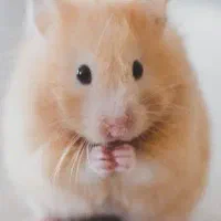 چند عدد همستر گوگولی خوشگل