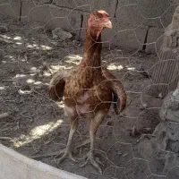 فروش مرغوخروس لاری قیمت جفتش۶تومن
