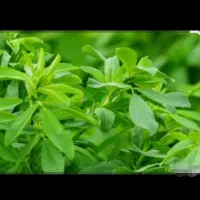 زمین-با-درخت-کبوده-کران