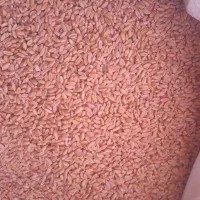 گندم بزری 400 کیلو|خوردنی و آشامیدنی|شادگان, |دیوار