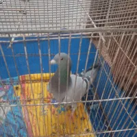 یه عدد کفتر ماده معاوضه دارم