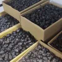 خرما رطب/پیارم/کبکاب امسالی تازه