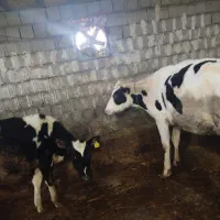 9عددگاو|حیوانات مزرعه|مشگین شهر, |دیوار