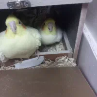 عروس هلندی لوتینو|پرنده|شاهرود, |دیوار