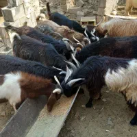 ۱۰عددکهرچاق درج یک هست درخدمتیم
