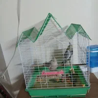 ۲عدد قفس مناسب طوطی وعروس هلندی)مرغ عشق(|لوازم جانبی حیوانات|اصفهان, عقیق|دیوار