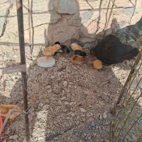 مرغ جوجه دار