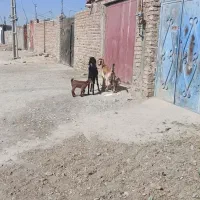 2تاگوسفند زاییده بابزغاله