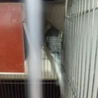 تعدادی عروس هلندی|پرنده|ماهدشت, |دیوار