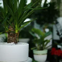 یوکا بونسای تنه‌دار با پاجوش سالم و گلدان سرامیکی|گل و گیاه طبیعی|تهران, تهرانپارس غربی|دیوار