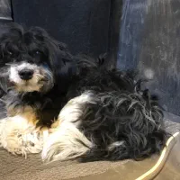 سگ پاکوتاه خونگی