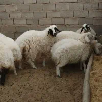 بره  فروشی|حیوانات مزرعه|فردوس (خراسان), |دیوار