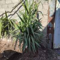 گل  یوکا|گل و گیاه طبیعی|رشت, دیانتی|دیوار