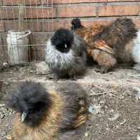 مرغ خروس نیمچه ابریشمی