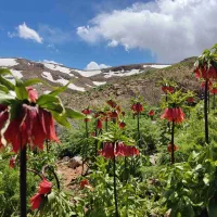 برنامه دشت لاله های واژگون