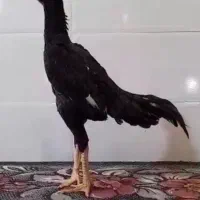 خروس مرغ لاری اوشامو