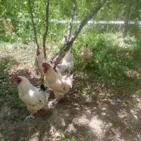 خروس برهما