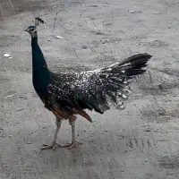 یک جفت طاووس خوشگل نر ماده